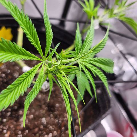 BB- G13 growlog timeline photo