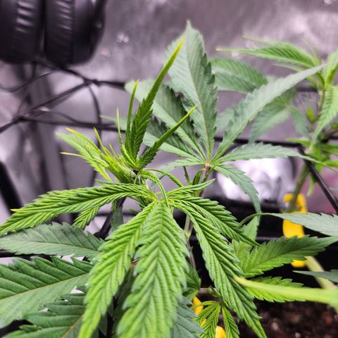 BB- G13 growlog timeline photo
