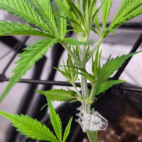 BB- G13 growlog timeline photo