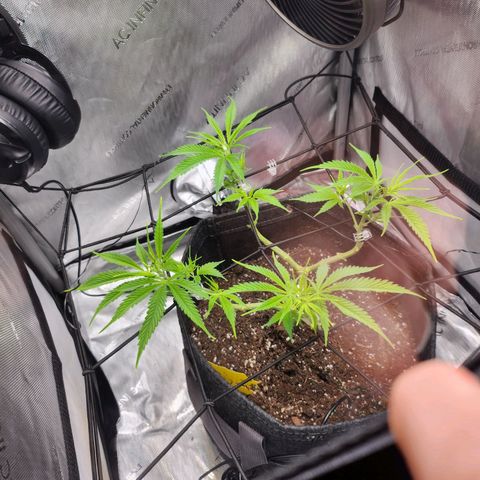 BB- G13 growlog timeline photo