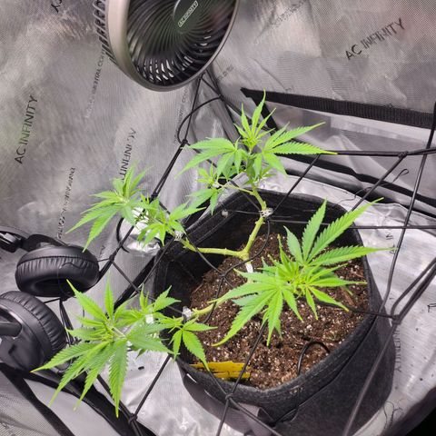 BB- G13 growlog timeline photo