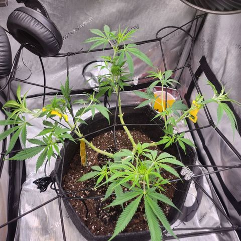 BB- G13 growlog timeline photo