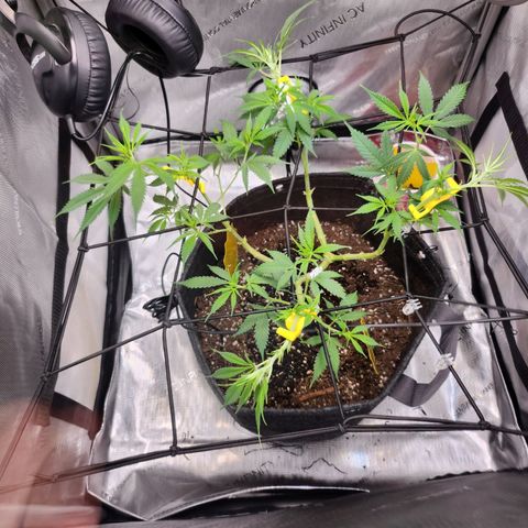 BB- G13 growlog timeline photo