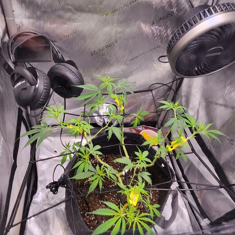 BB- G13 growlog timeline photo
