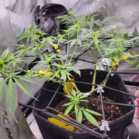 BB- G13 growlog timeline photo