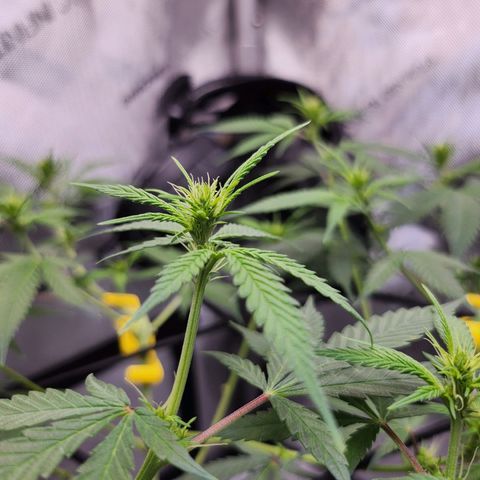 BB- G13 growlog timeline photo