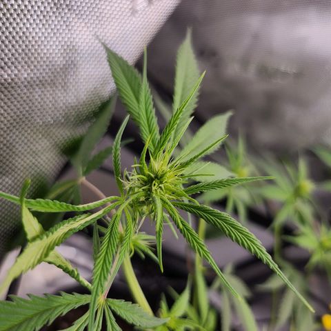 BB- G13 growlog timeline photo