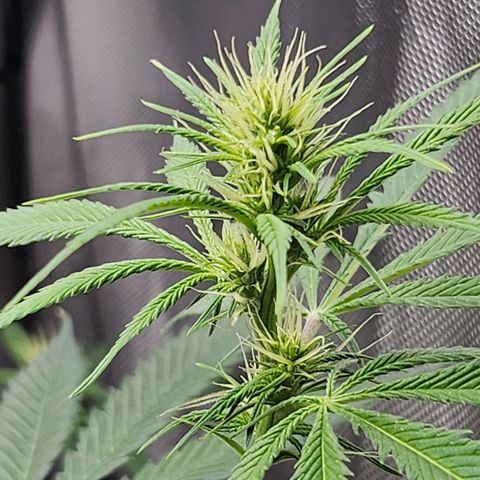 BB- G13 growlog timeline photo