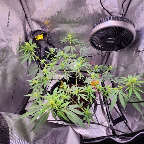 BB- G13 growlog timeline photo