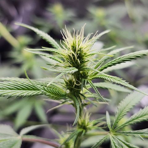 BB- G13 growlog timeline photo