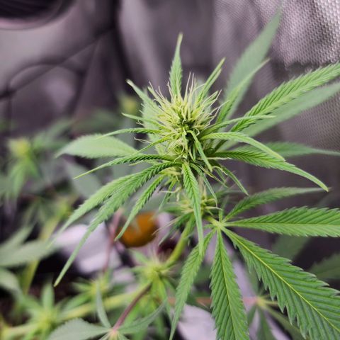 BB- G13 growlog timeline photo