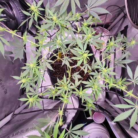 BB- G13 growlog timeline photo