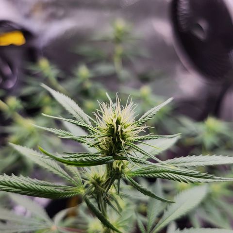 BB- G13 growlog timeline photo
