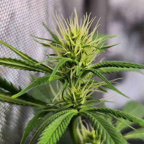 BB- G13 growlog timeline photo