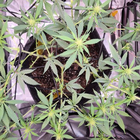 BB- G13 growlog timeline photo
