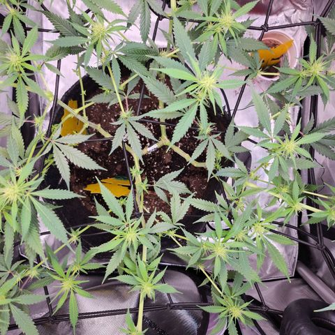 BB- G13 growlog timeline photo
