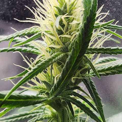 BB- G13 growlog timeline photo