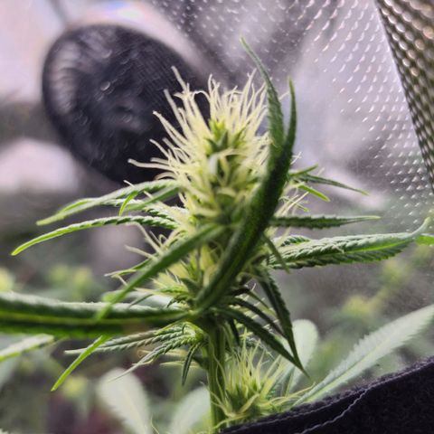 BB- G13 growlog timeline photo
