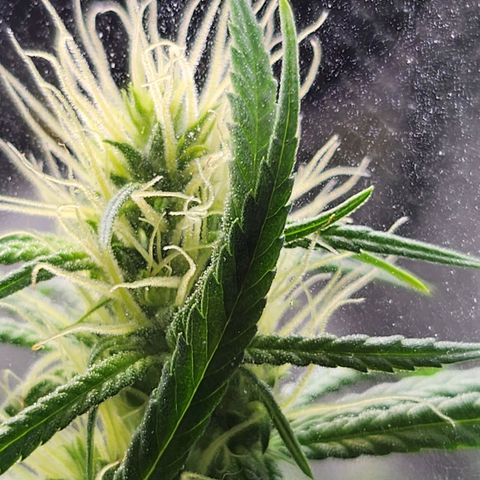 BB- G13 growlog timeline photo