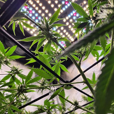 BB- G13 growlog timeline photo