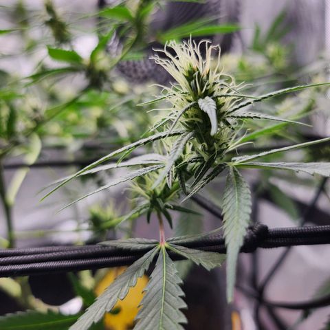 BB- G13 growlog timeline photo