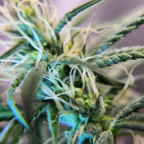 BB- G13 growlog timeline photo