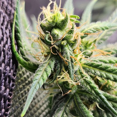 BB- G13 growlog timeline photo