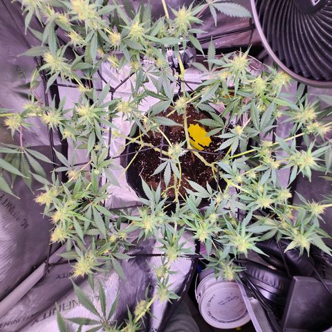 BB- G13 growlog timeline photo