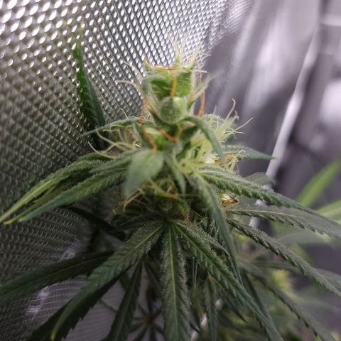 BB- G13 growlog timeline photo