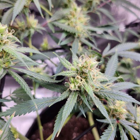 BB- G13 growlog timeline photo