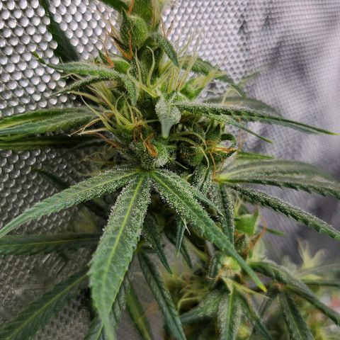 BB- G13 growlog timeline photo