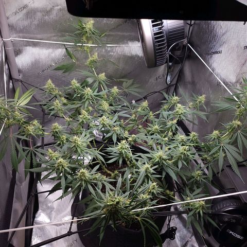 BB- G13 growlog timeline photo