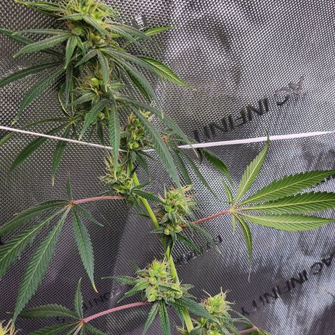 BB- G13 growlog timeline photo