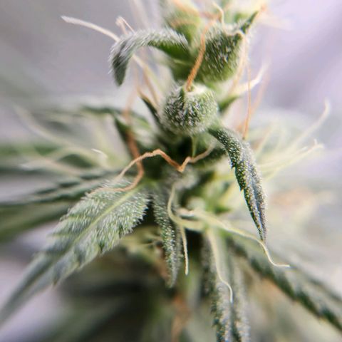 BB- G13 growlog timeline photo