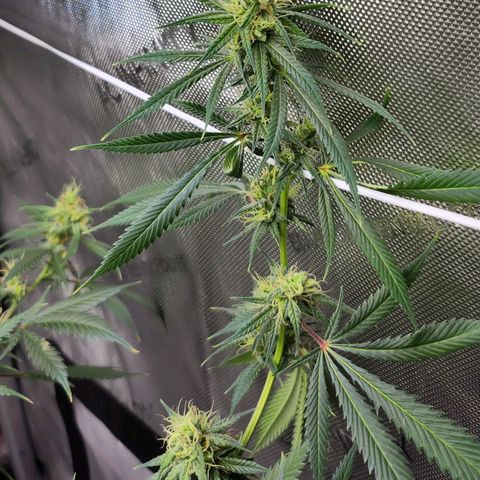 BB- G13 growlog timeline photo