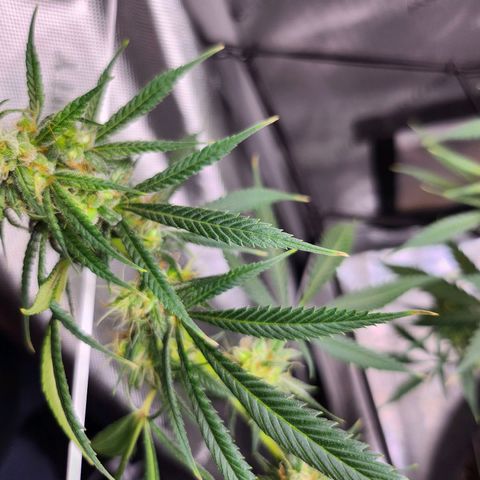 BB- G13 growlog timeline photo