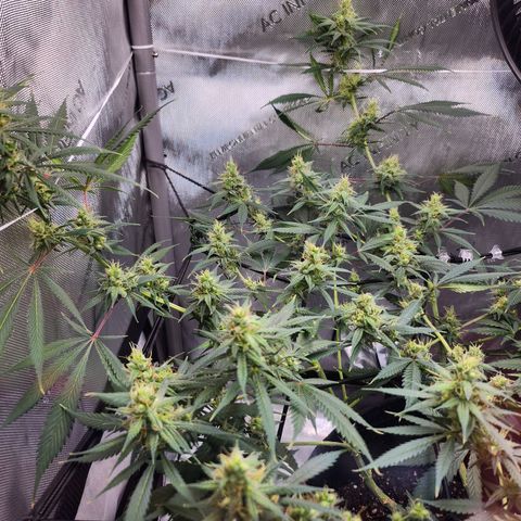 BB- G13 growlog photo: Morning photos