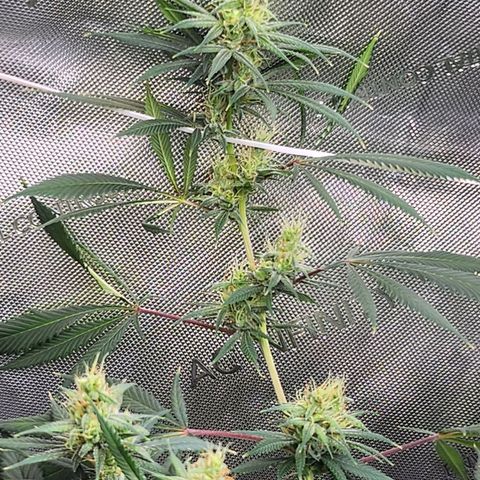 BB- G13 growlog photo: Morning photos