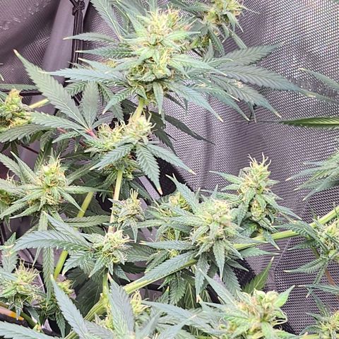 BB- G13 growlog photo: Morning photos