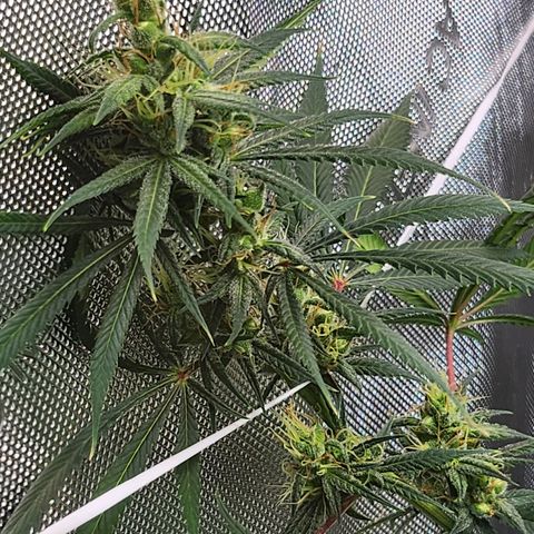 BB- G13 growlog photo: Morning photos