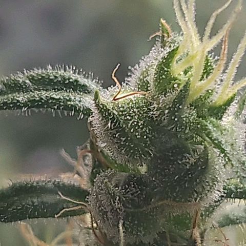 BB- G13 growlog timeline photo