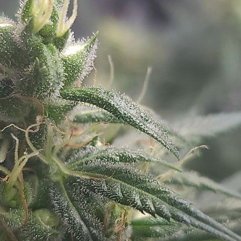 BB- G13 growlog timeline photo