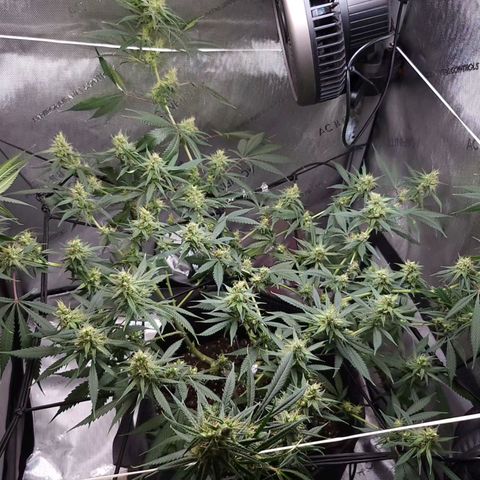 BB- G13 growlog timeline photo