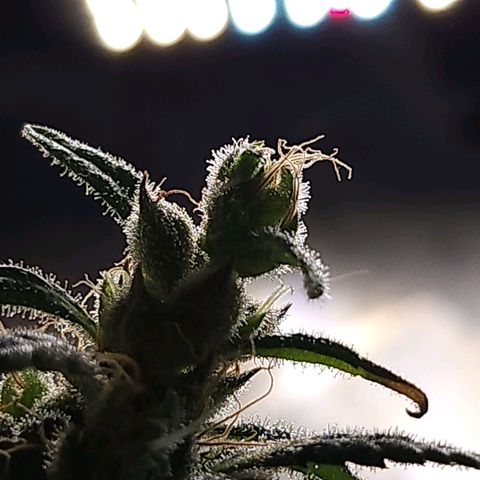 BB- G13 growlog timeline photo