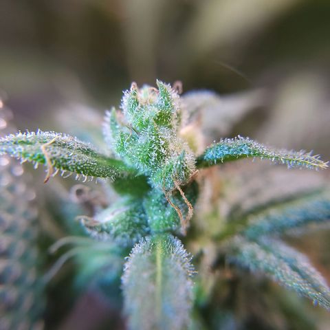 BB- G13 growlog timeline photo