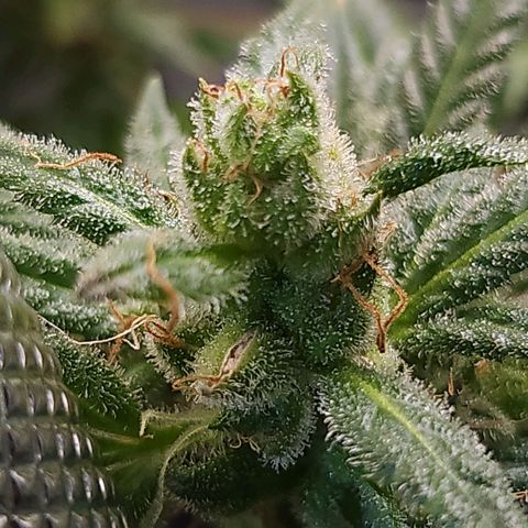 BB- G13 growlog timeline photo