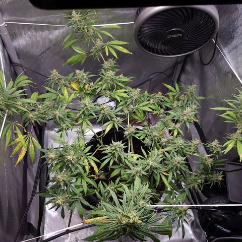 BB- G13 growlog timeline photo