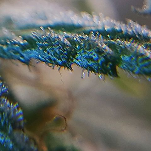 BB- G13 growlog timeline photo