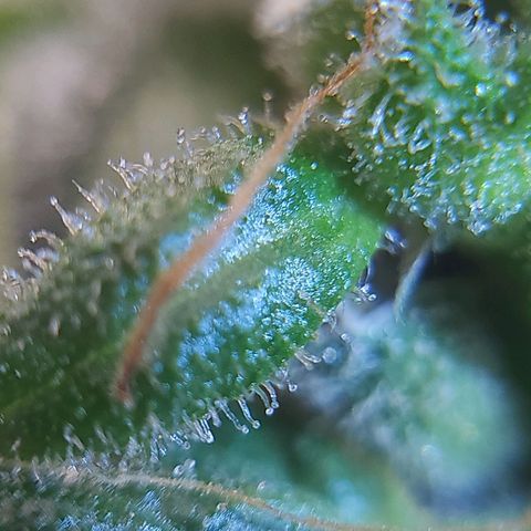 BB- G13 growlog timeline photo
