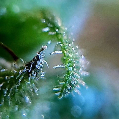 BB- G13 growlog timeline photo